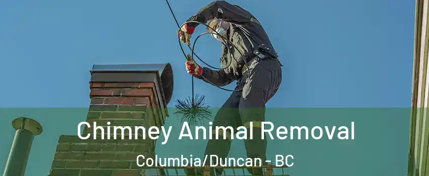 Chimney Animal Removal Columbia/Duncan - BC