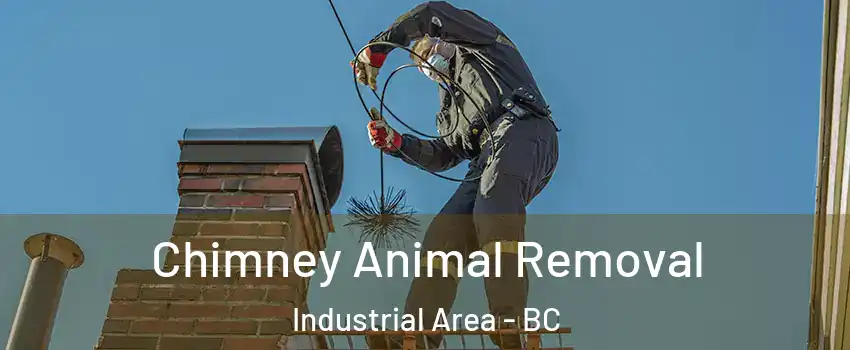 Chimney Animal Removal Industrial Area - BC