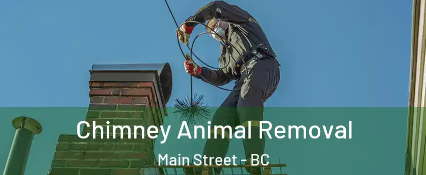 Chimney Animal Removal Main Street - BC