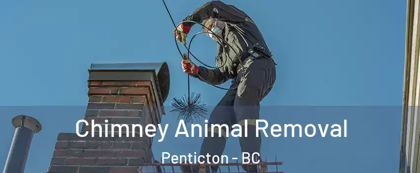 Chimney Animal Removal Penticton - BC