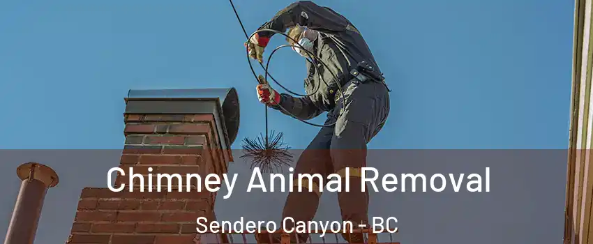 Chimney Animal Removal Sendero Canyon - BC