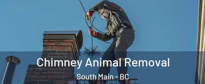 Chimney Animal Removal South Main - BC
