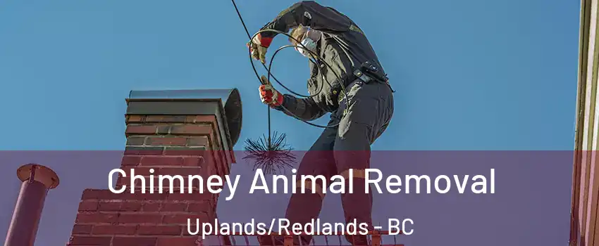 Chimney Animal Removal Uplands/Redlands - BC