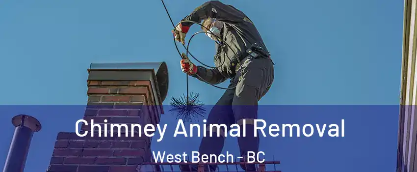  Chimney Animal Removal West Bench - BC