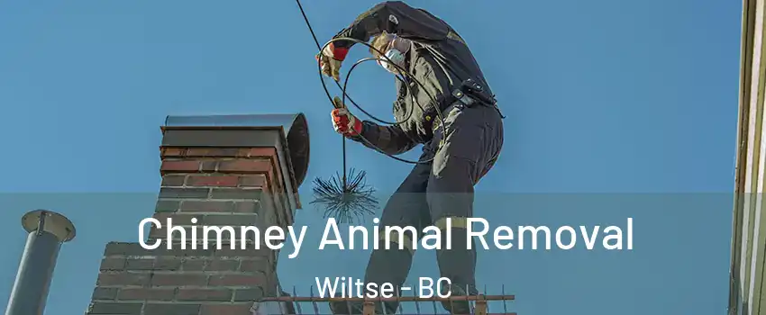 Chimney Animal Removal Wiltse - BC